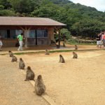 Feeding Time at Arashiyama Monkey Park