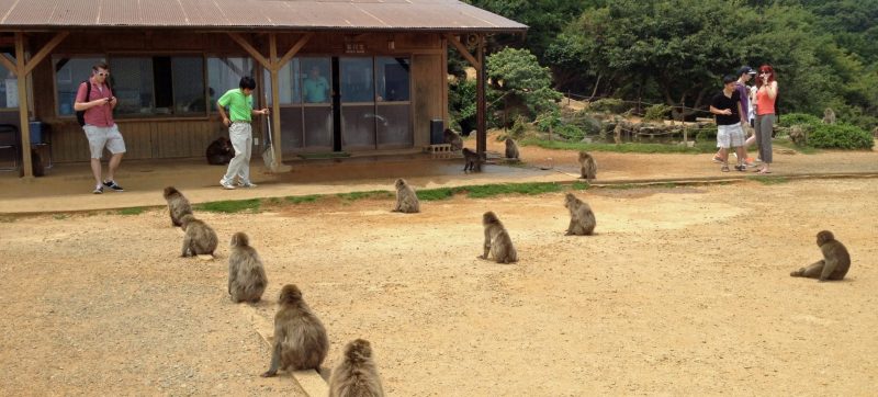 Arashiyama Monkey Park