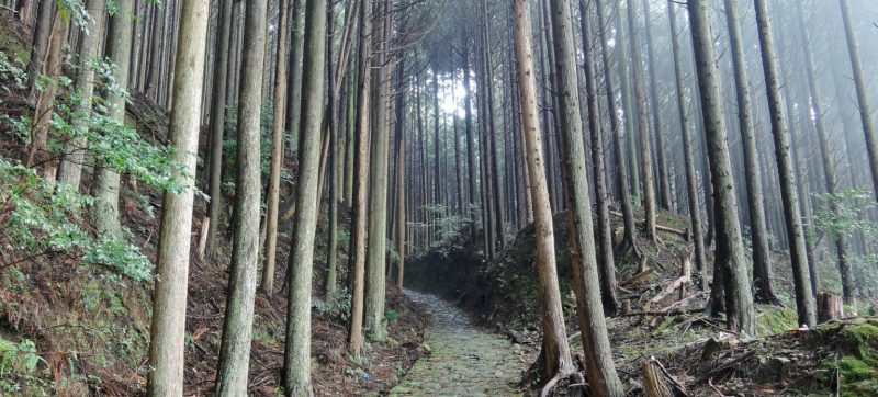 Kumano Kodo Nakahechi